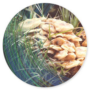 Medicinale paddenstoelen en adaptogenen