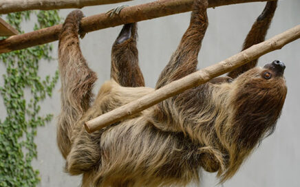 Waarom een luiaard geen burn-out krijgt