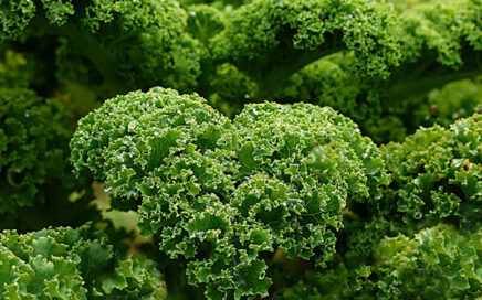 Lage vitamine K-status slecht voor hart en bloedvaten