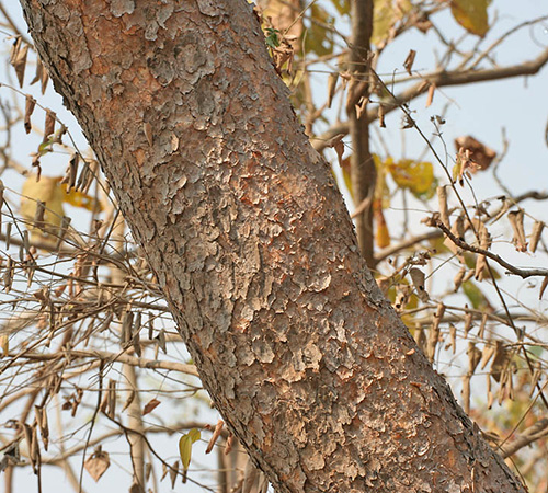 Boswellia serrata