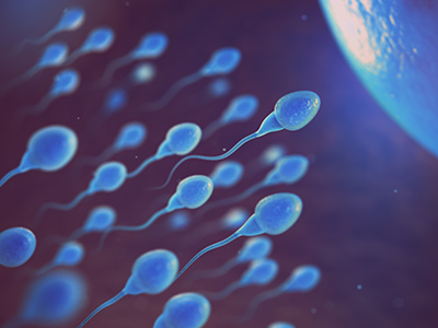 spermacellen
