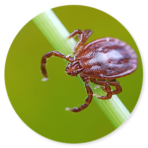 De ziekte van Lyme