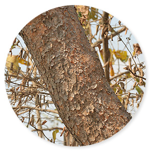 Boswellia serrata