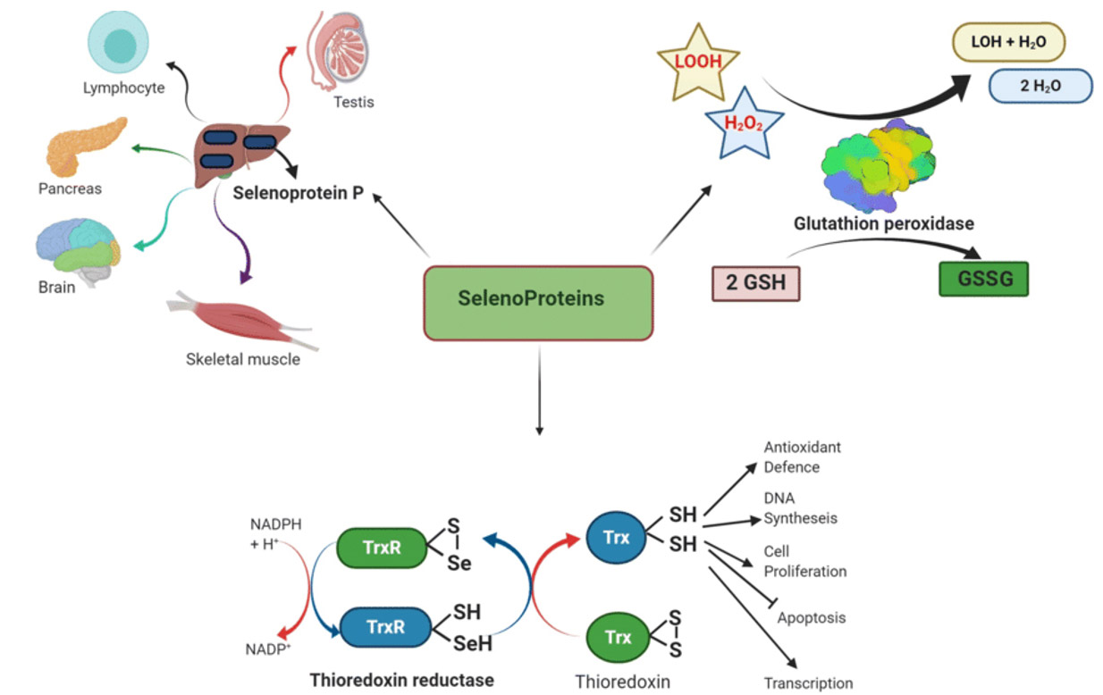 Selenium als cofactor in glutathion peroxidase 