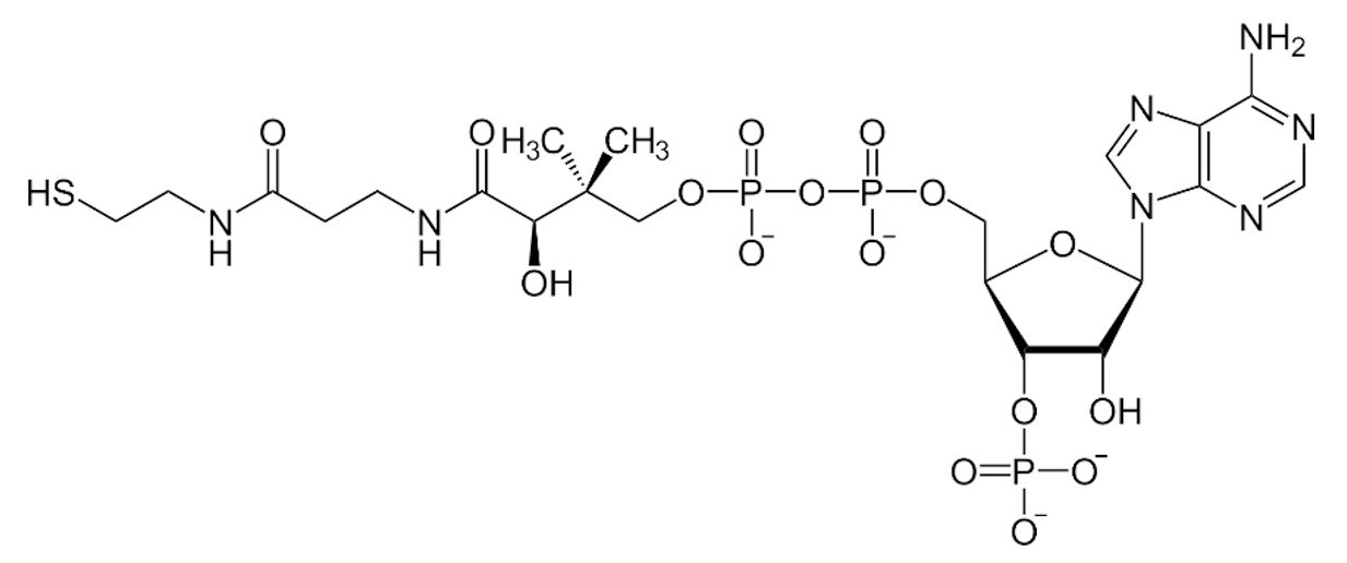 Co-enzym-A