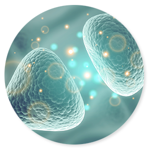 endocannabinoïde systeem