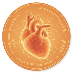 Het hart: ons gevoelsbrein