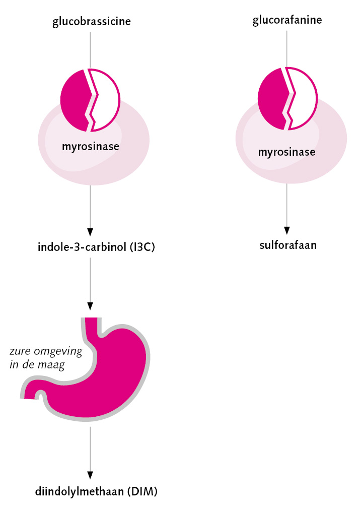 glucorafanine en glucobrassicine