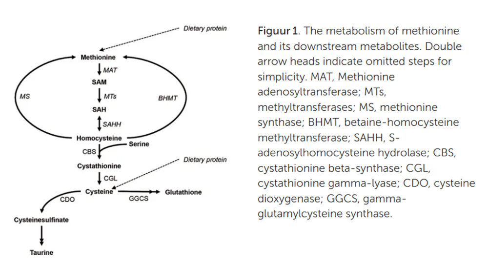 methionine metabolisme
