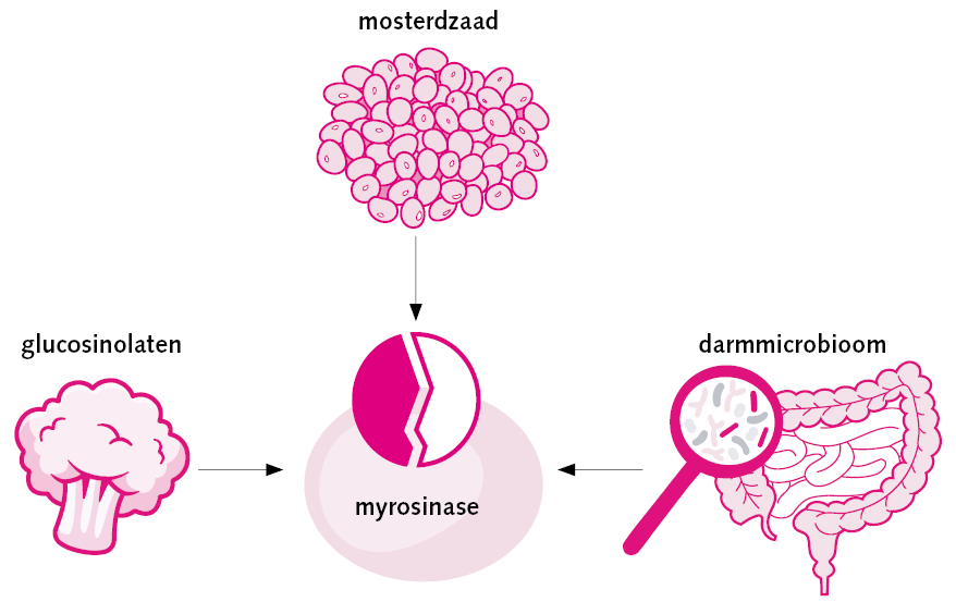 myrosinase