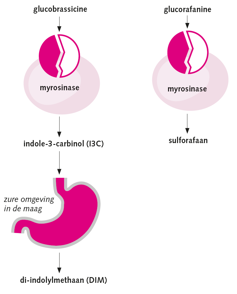 glucorafanine en glucobrassicine